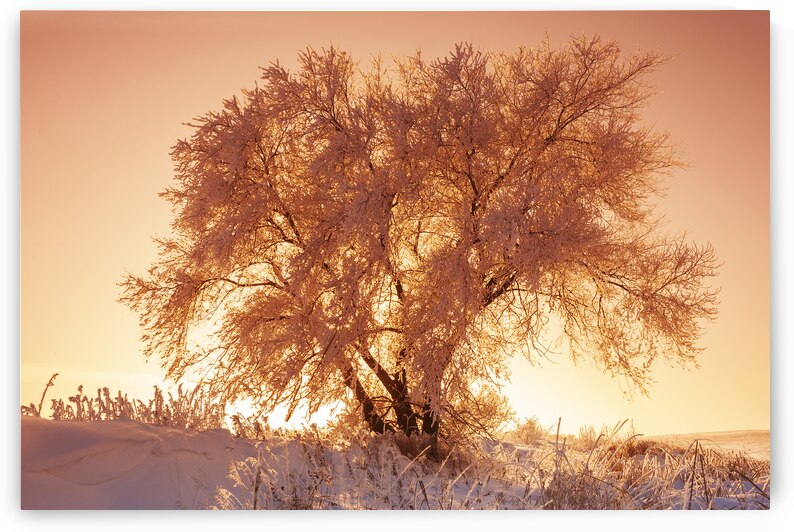 Sunset Over Frost Covered Tree by Dave Reede Photohgraphy