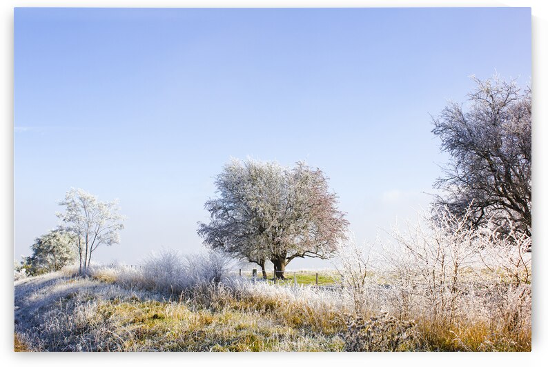 Beautiful winter background with snow tipped trees by Jorgo