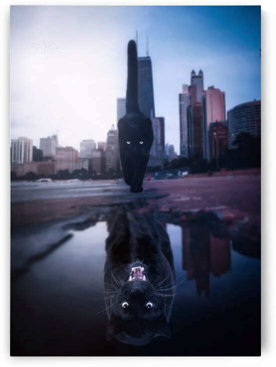 Black Cat Black Panther Puddle Reflection by Gen Z