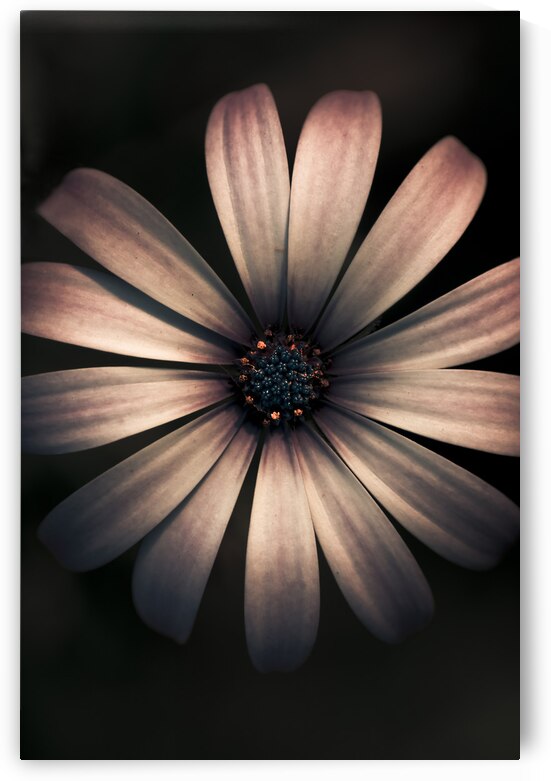 Dark Flower by Jorgo