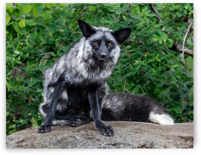 Le grimacier by Lyse Samson Photography