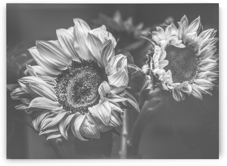 Summer nostalgia by Jorgo