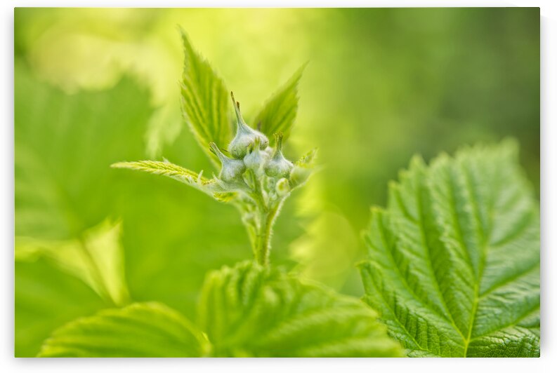 raspberryfruitbuds irisrichardson by Iris H Richardson