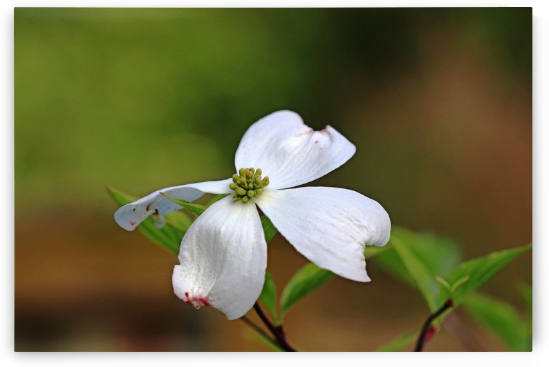 Single White Dogwood Blossom by Deb Oppermann
