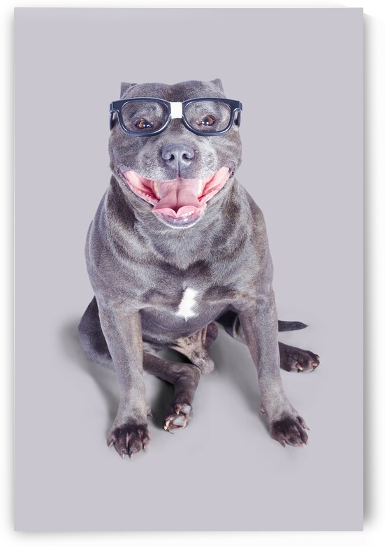 Dog wearing nerd glasses by Jorgo