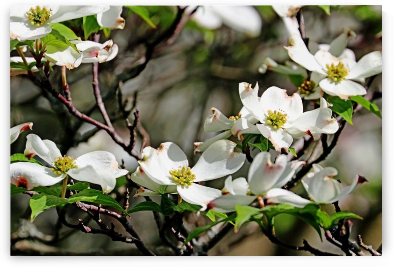 White Flowering Dogwood by Deb Oppermann