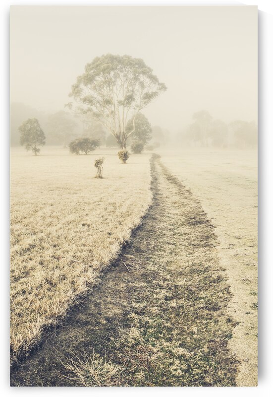 Trees in fog and mist by Jorgo