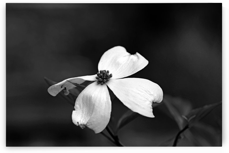 White Dogwood Bloom Black And White by Deb Oppermann