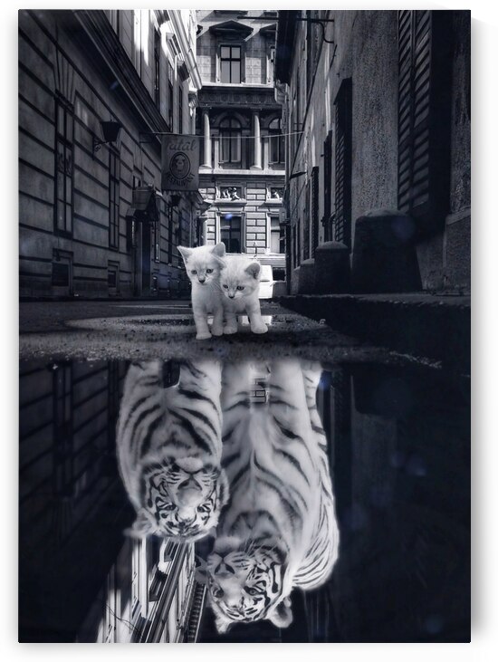 When little cats become big cats by Gen Z