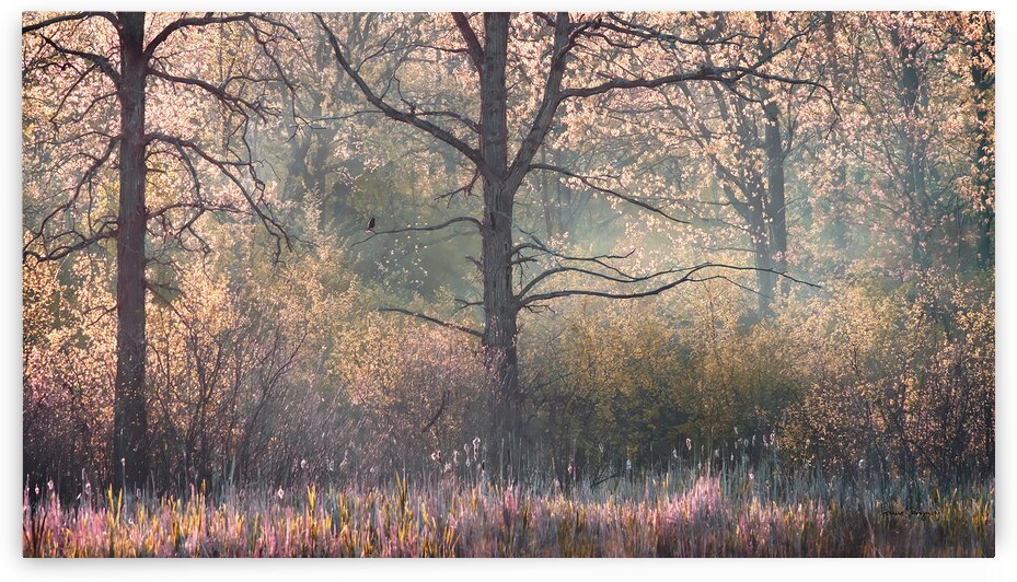 Cest le printemps    |   Spring is Here  by Louise Tanguay