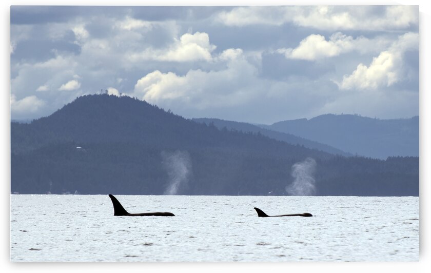 rjg19 bc vancouver island killer whales 021 gigap by Robert Galbraith Photography