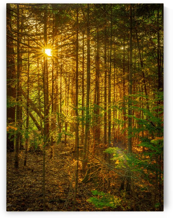 Maine Forrest by Geoffrey Prior