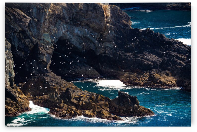 Coastal Flight - C1605-5802-REA by JordiCarrio