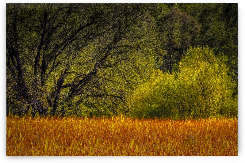 Light Green Trees of Early Spring by Norma Brandsberg Photography