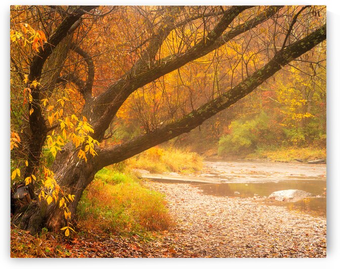 Autumn Trees in the Ford by Jason Fink