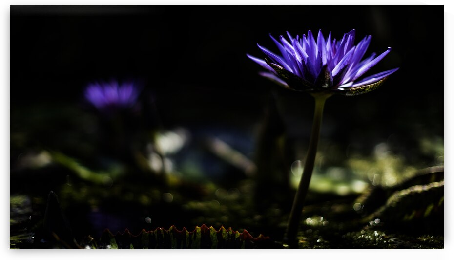  Y014438 by Dylan Hall