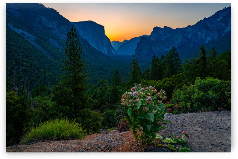 Yosemite Wild Flowers by Geoffrey Prior