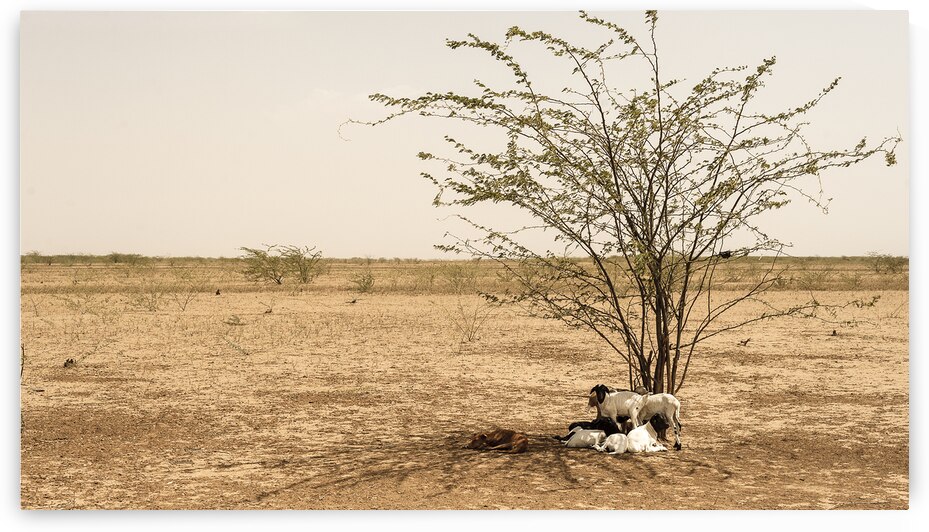 Turkana Siesta by Riley Fine Art Photography