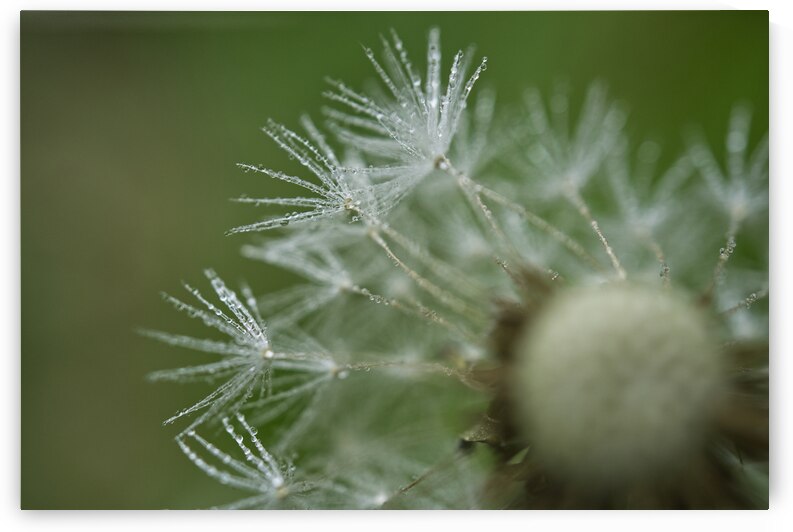Wet Dandelion Parachutes II by Iris H Richardson