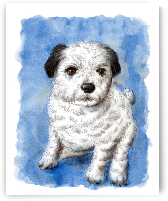 shih tzu pomeranian mix breed portrait watercolor painting by Kevin Miller Photography
