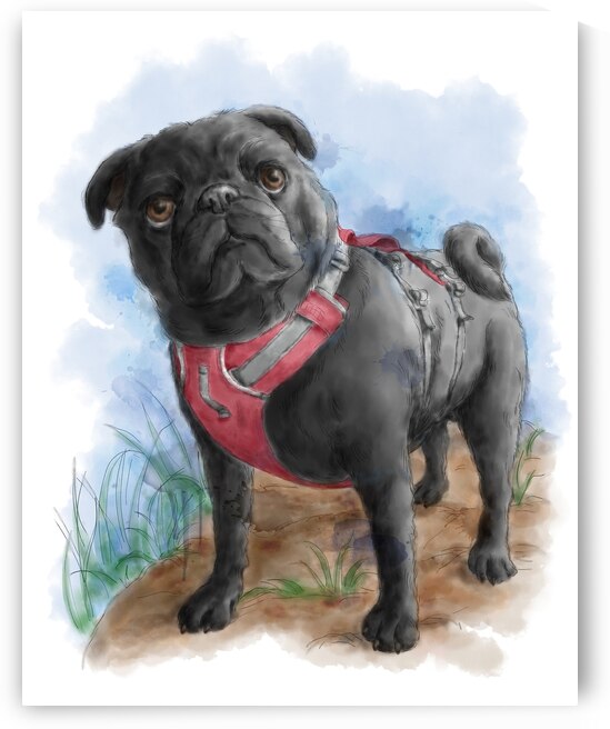 Pug dog portrait watercolor painting by Kevin Miller Photography