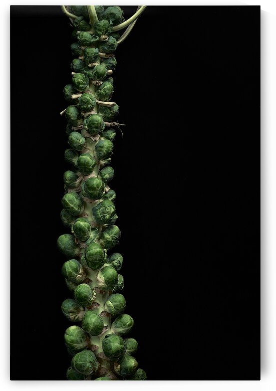 Brussels sprouts on the Stalk by Kata Endrodi Photography