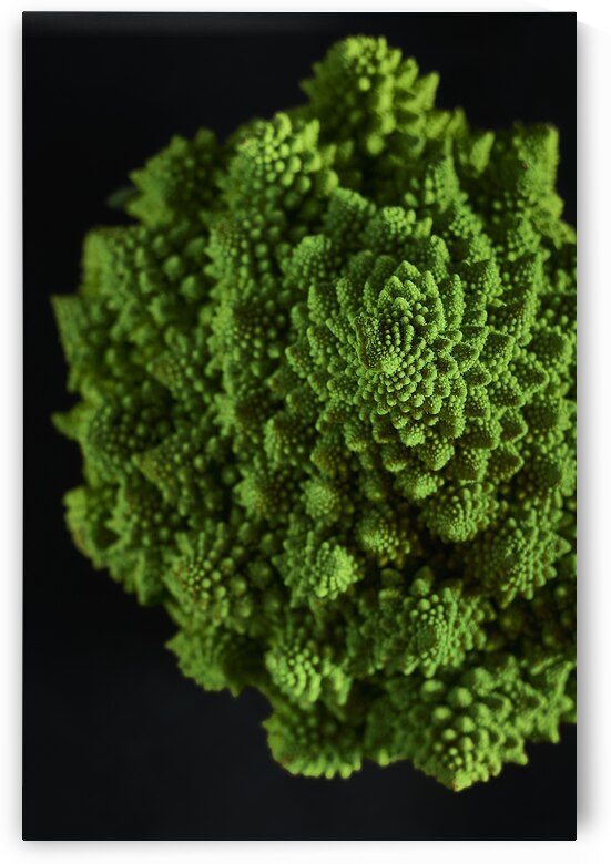 Broccoflower portrait by Kata Endrodi Photography