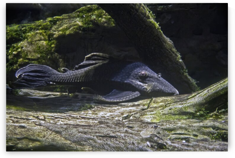 Sneaky by DeepEarth Photography