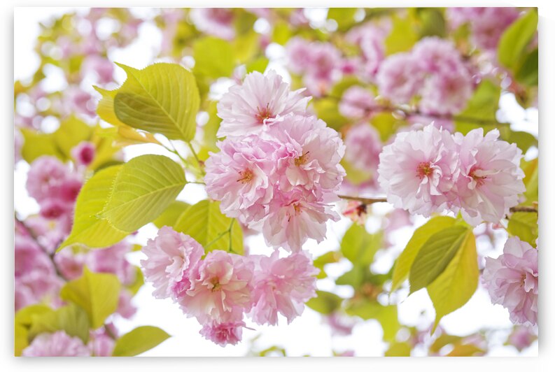 Clusters of Pink Cherry Blossoms by Iris H Richardson