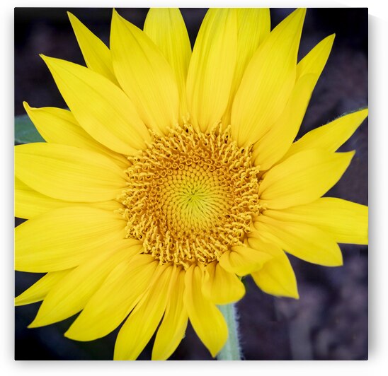 Happy Sunflowers Helianthus X2 1 by Rich Franco