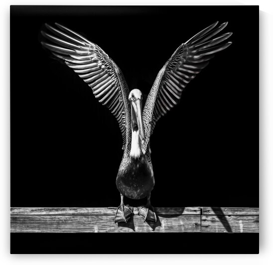 Pelican Take Off in Black and White by Norma Brandsberg Photography