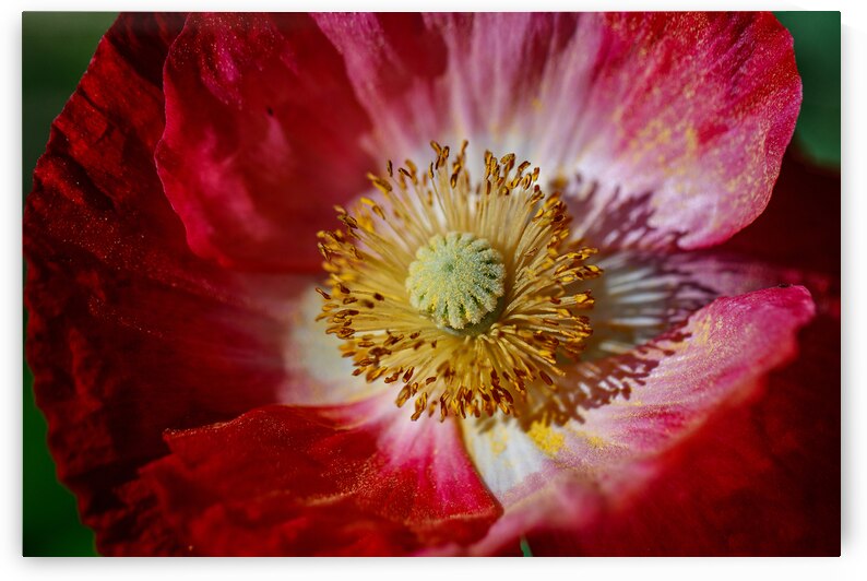 Radiant Dawn: Poppy at Sunrise by Heather Marie Clark