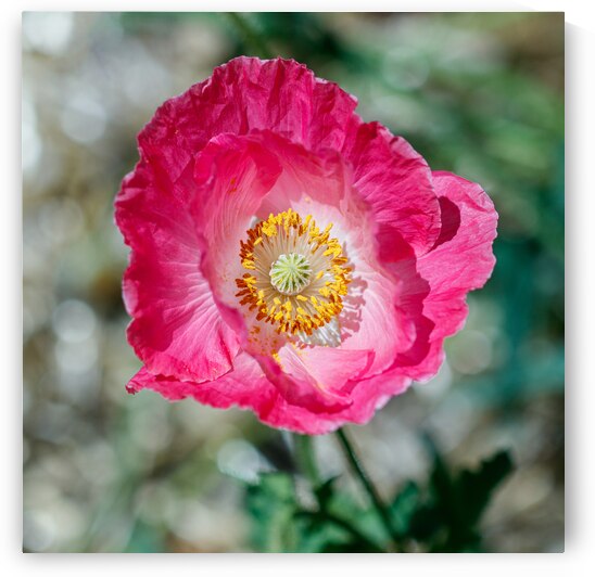 Solitary Beauty: Single Poppy Studies by Heather Marie Clark