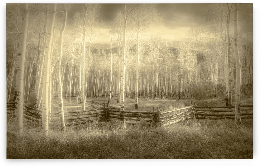 Artistic Colorado Aspens in Sepia Monotone by Norma Brandsberg Photography