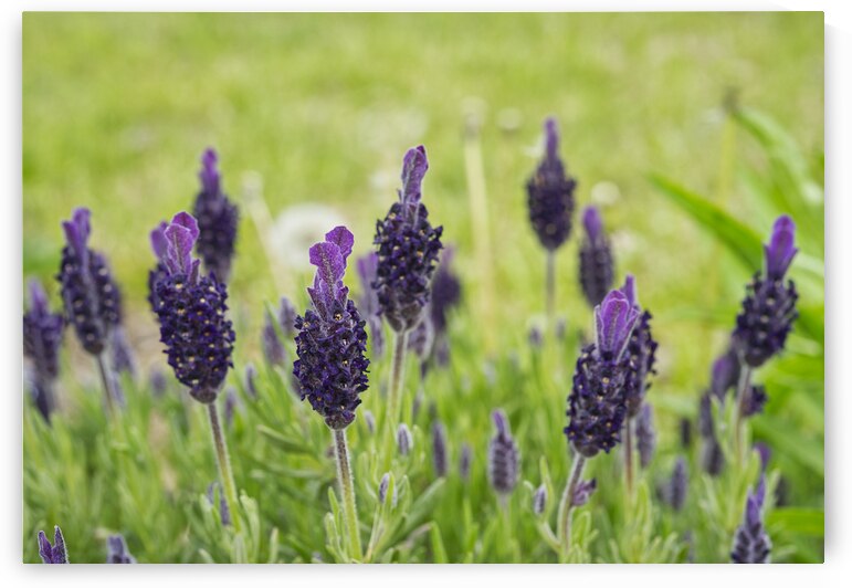 Topped Lavender Flowers 0428 by Iris H Richardson