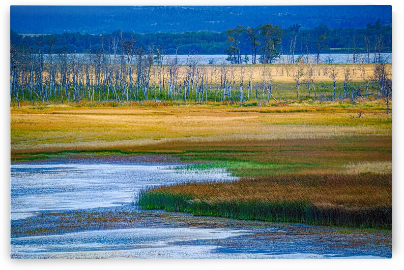 Waterton Lakes Marsh by Geoffrey Prior