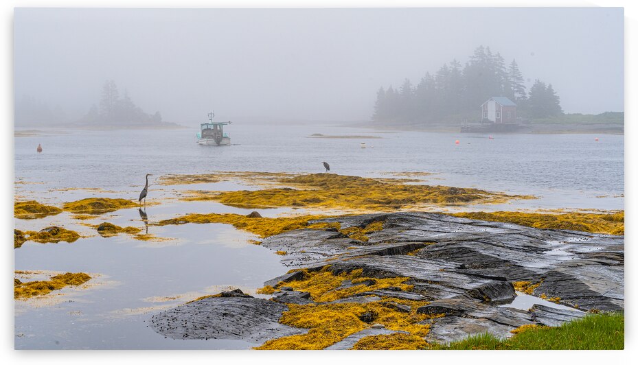 Blue Rocks Morning by Geoffrey Prior