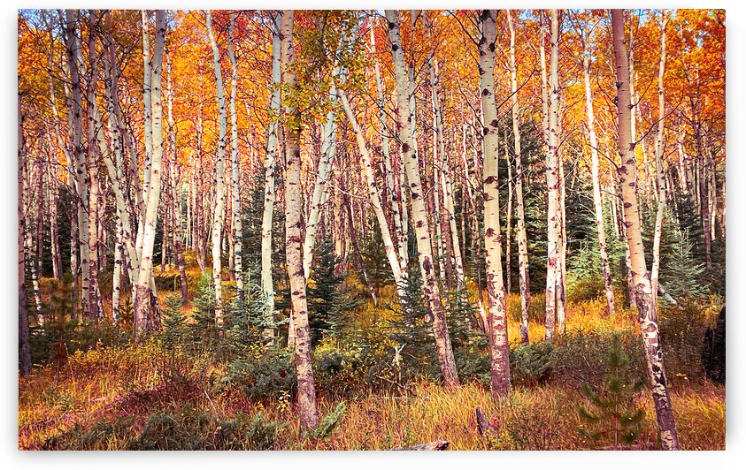 Jasper Aspens by Geoffrey Prior