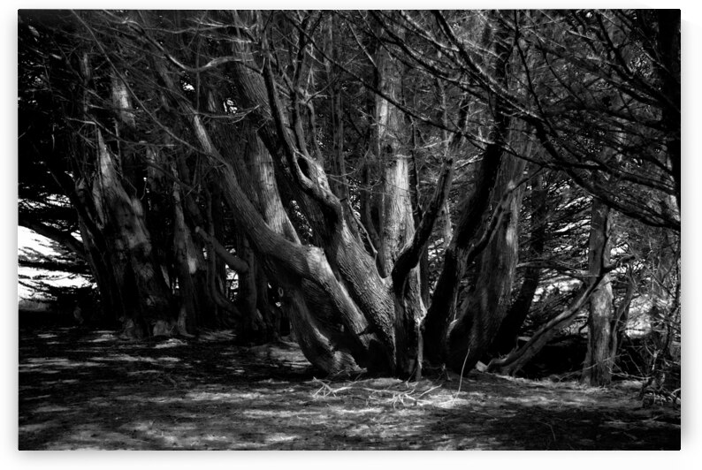 Monteray Cyprus Grove by Frank Wilson