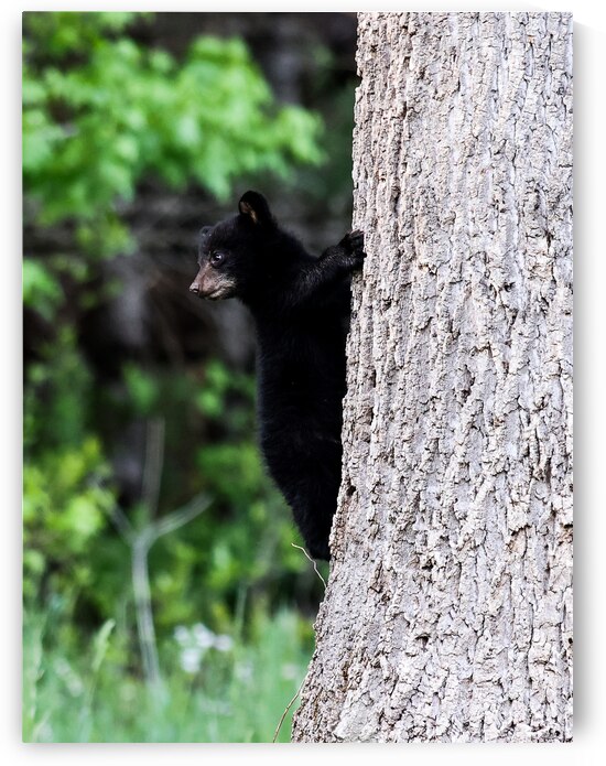 Up here mom by Vividscope