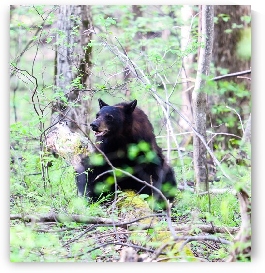 The answer to the age old question by Vividscope