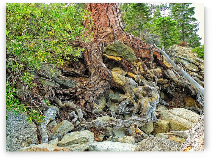 Lake Tahoe Gnarled  Root Tangle by Norma Brandsberg Photography