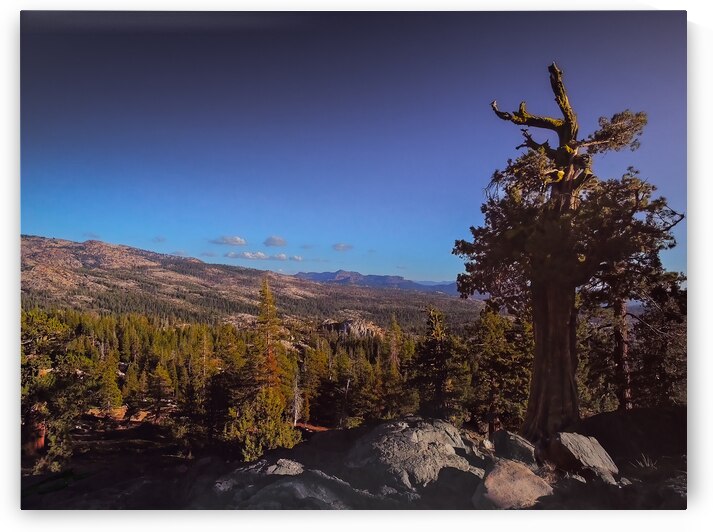 Eldorado National Forest by Norma Brandsberg Photography