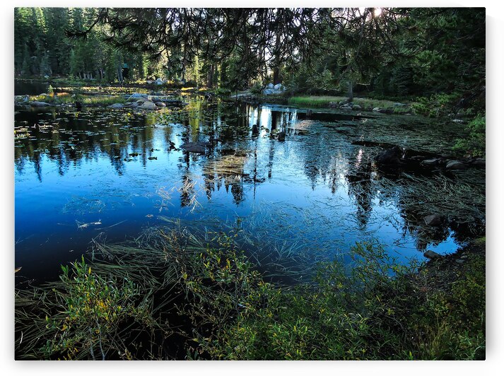 Sierra Mountain Pond Reflections  by Norma Brandsberg Photography