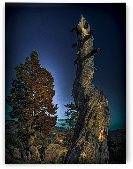 California Mountains  Tree Silhouette by Norma Brandsberg Photography