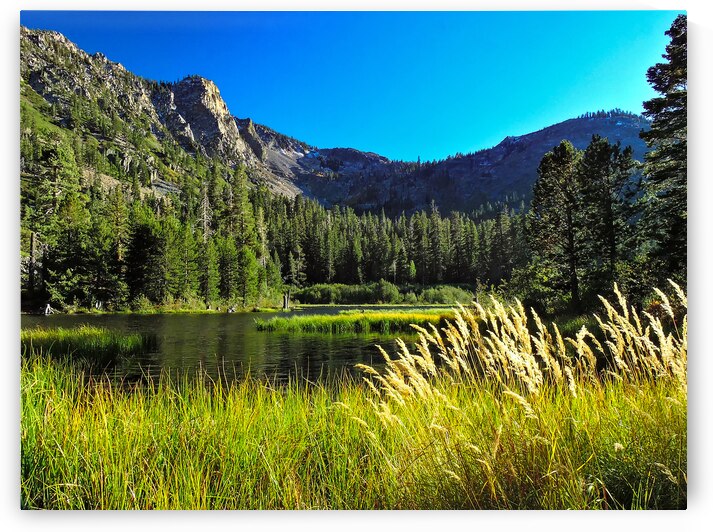 Tahoe Pond Oats by Norma Brandsberg Photography