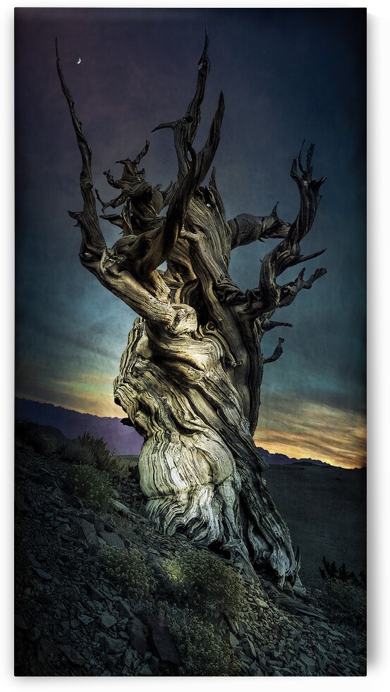 Inyo National Forest Tree by Norma Brandsberg Photography