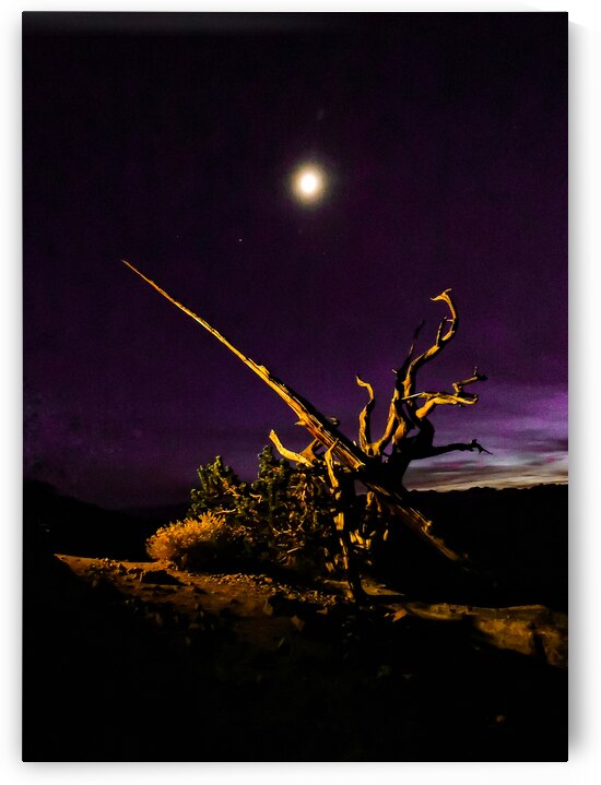 Old Sierra Malthusia Tree by Norma Brandsberg Photography
