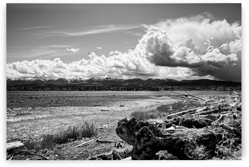 Driftwood Along The Shore by CRB Images Photography