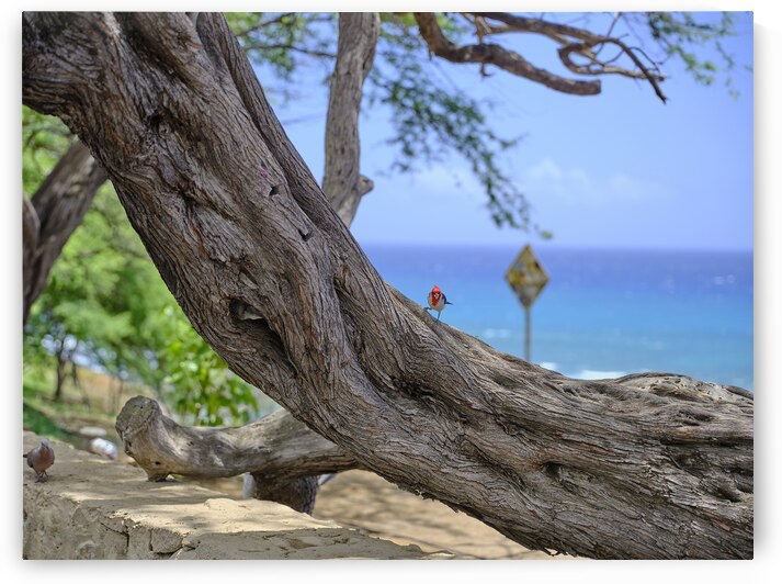 Hawaii Cardinal I by Kamara Studio   Ultra High Resolution Mural Prints